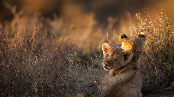 LionCubs ROW2972211378 UHD