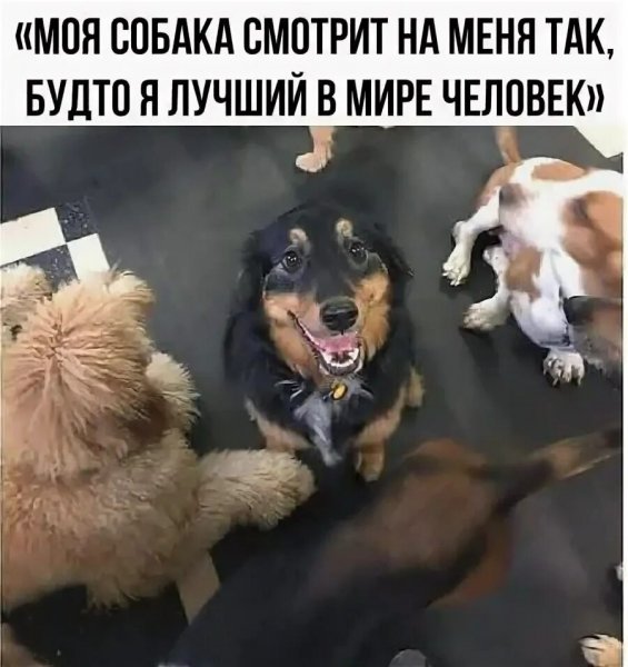 Моя собака...
