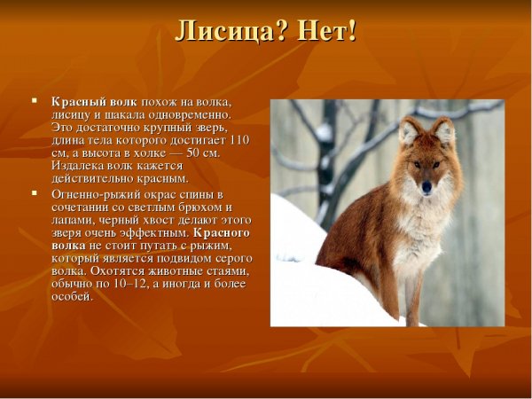Красный волк