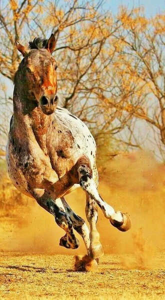 Horses love!