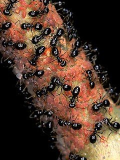 Insects 061