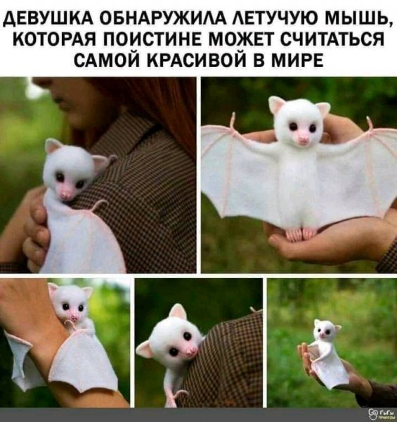FB IMG 16226118925782054