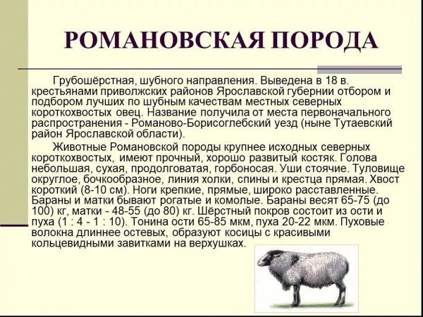 Романовская порода э