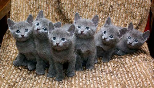 Котятки