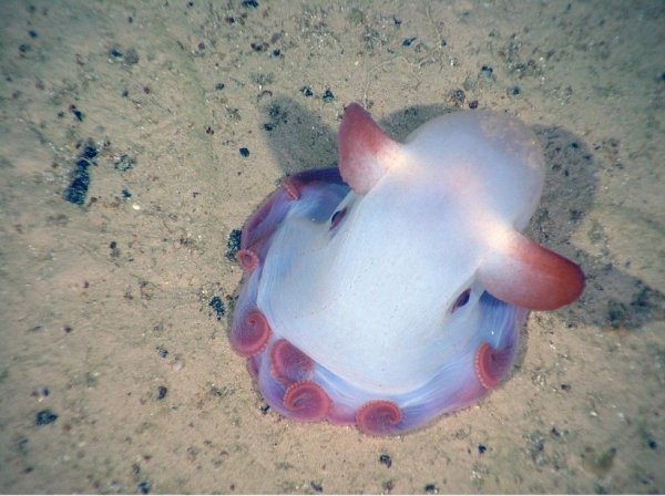 Grimpoteuthis Pulpo Dumbo 6 (Копировать)