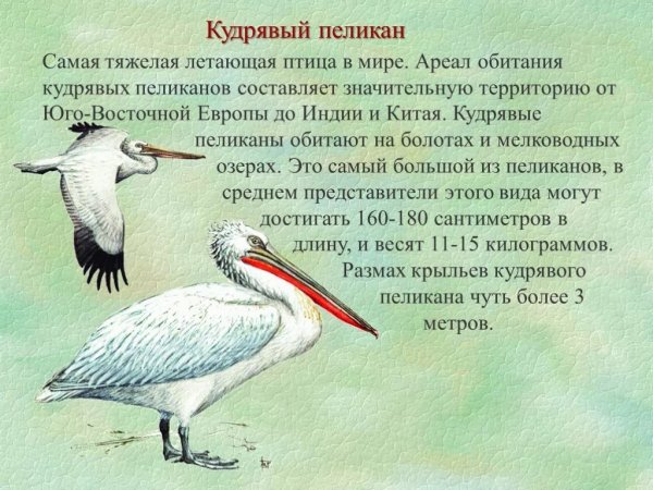 Кудрявый пеликан