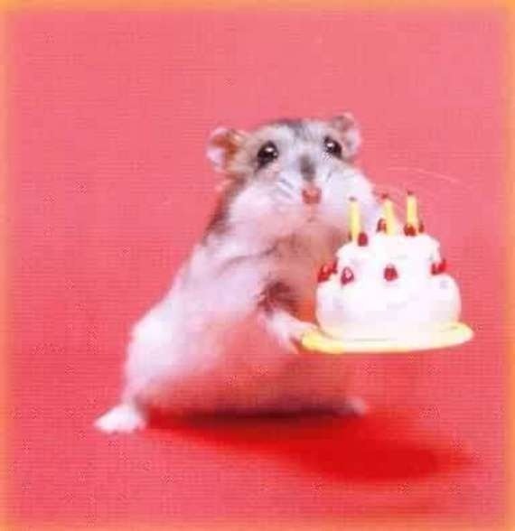 MouseBirthday