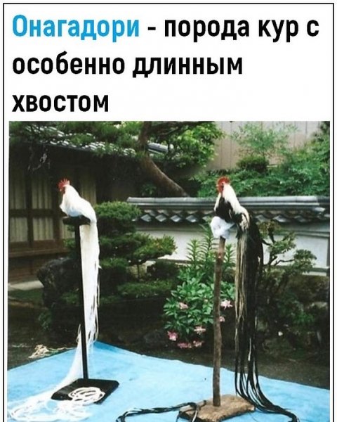 amyrskay 20200711 7
