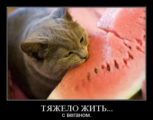 Котик