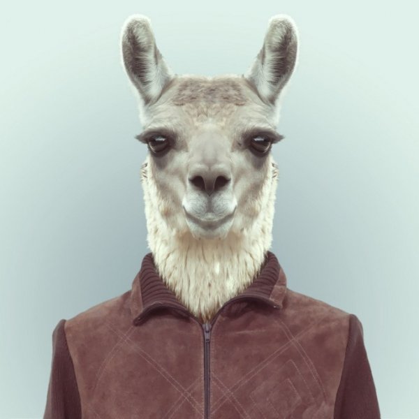 Zoo-Book pixanews-11-680x680