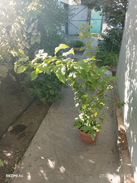 Сортовой гибискус