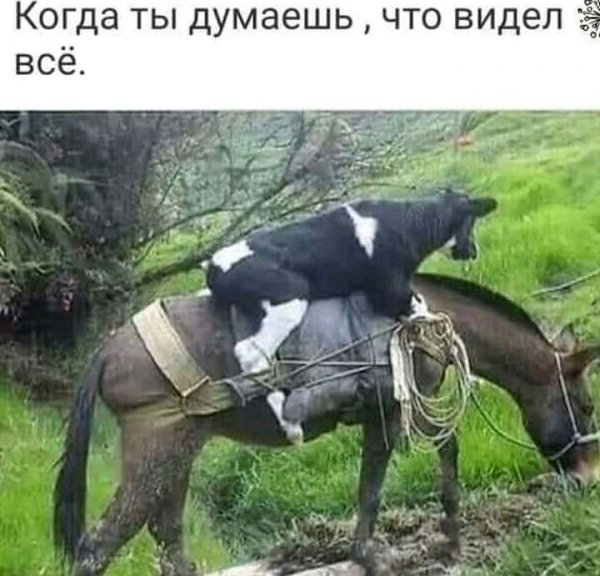 Ржу