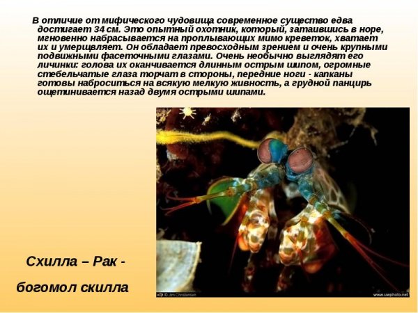 Схилла