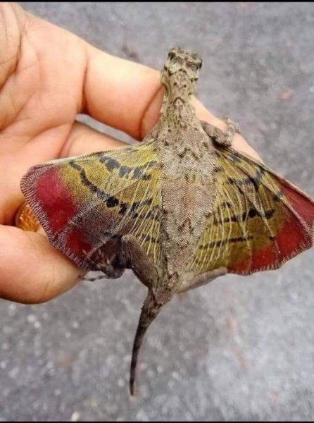 Летающий дракон (Draco volans)