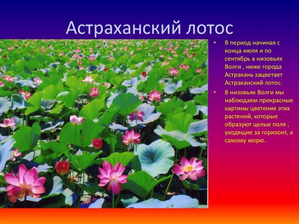 Астраханский лотос