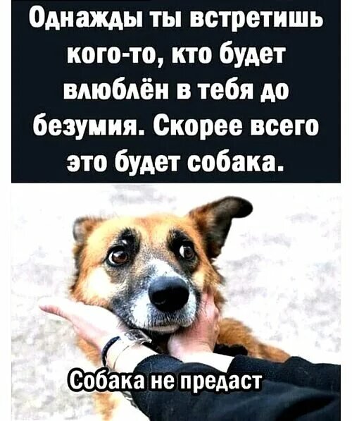 Собака не предаст