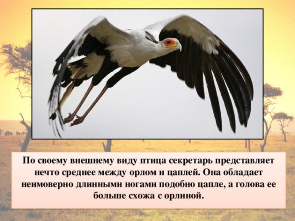 Птица секретарь