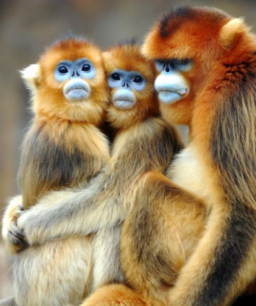 zoo animals captured at the right moment