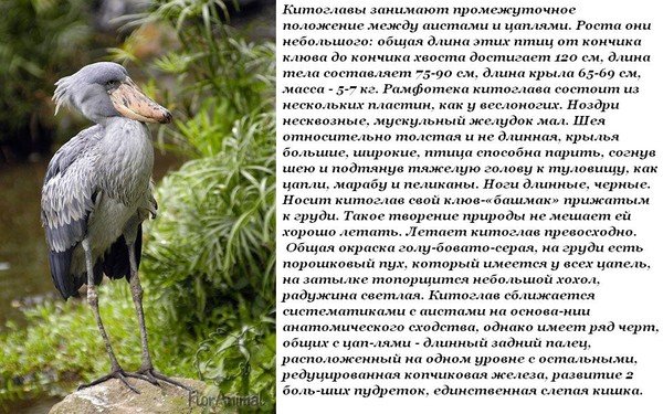 Китоглавы