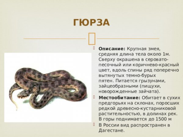 Гюрза