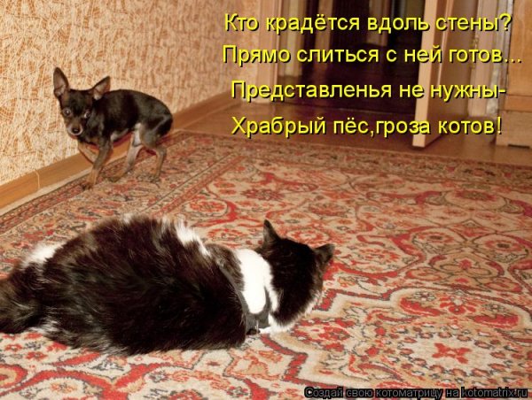 Гроза котов!
