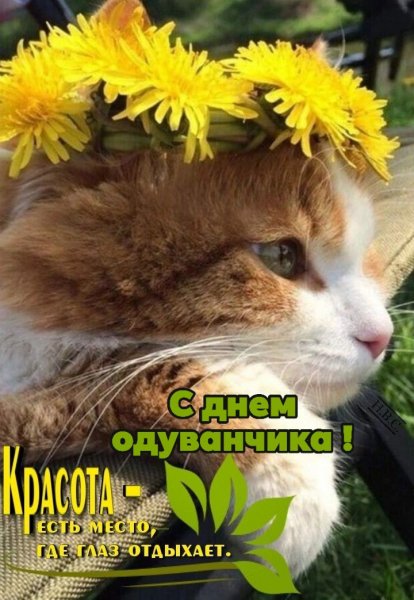 День Кульбабы