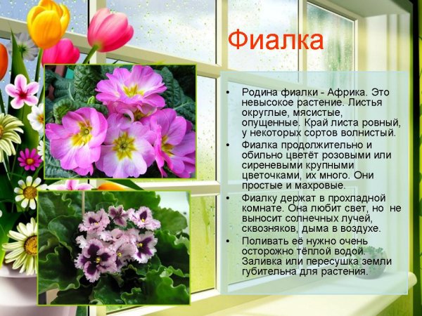 Фиалка