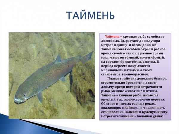 Таймень