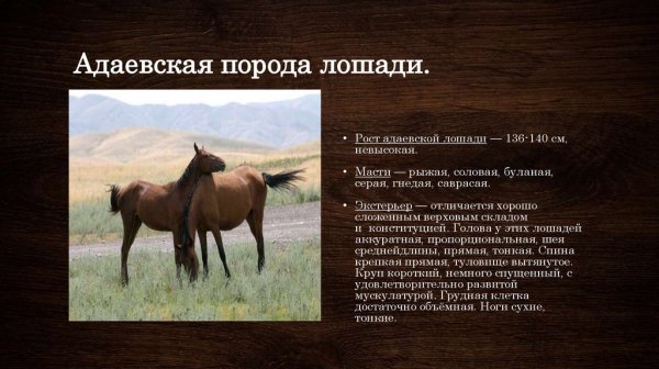 Адаевская порода лошадей