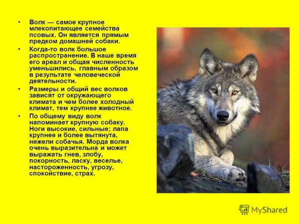 Волк