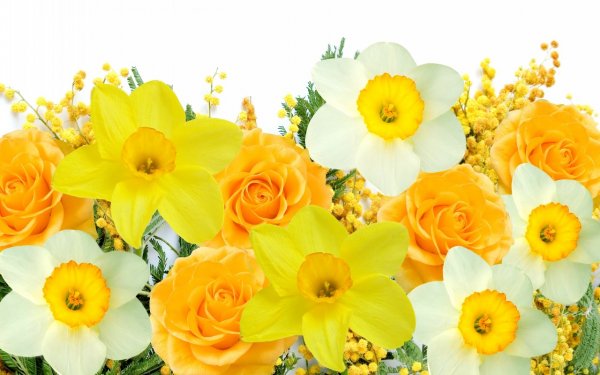 spring-flowers-mimosa-7087