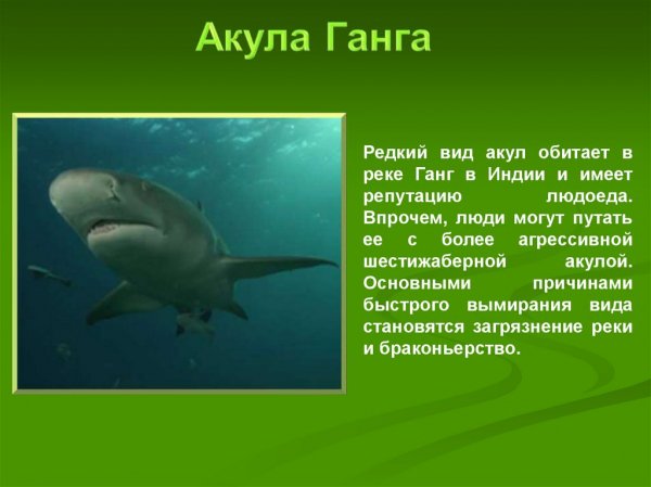 Акула Ганга