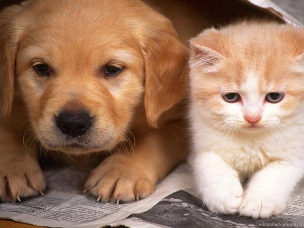 puppy-and-cats-wallpapers