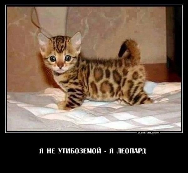 КотЭ)