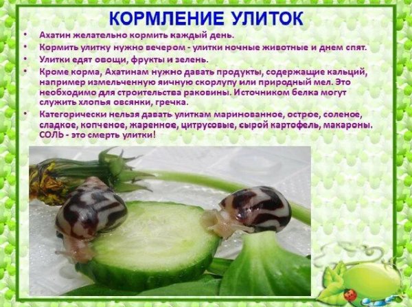 Кормление улиток