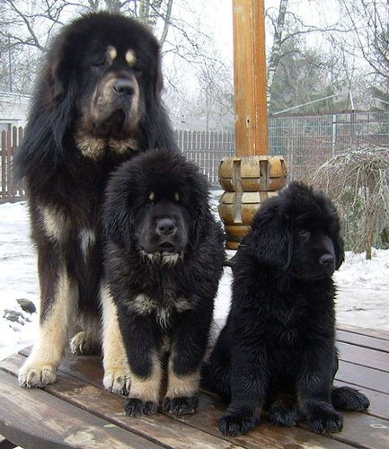 tibetskij mastif