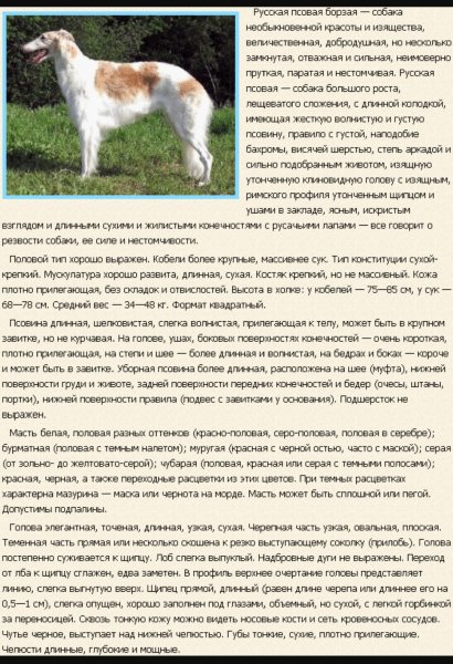 Русская псовая борзая