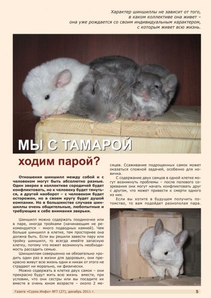Всё о шиншиллах