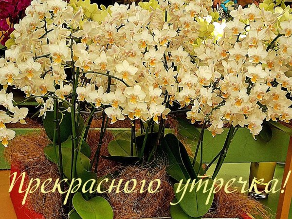 Друзья!