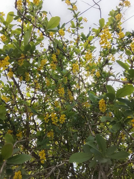 Барбарис