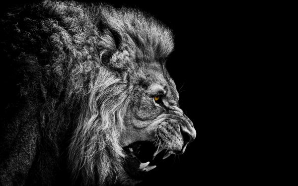 The king