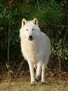 White Wolf