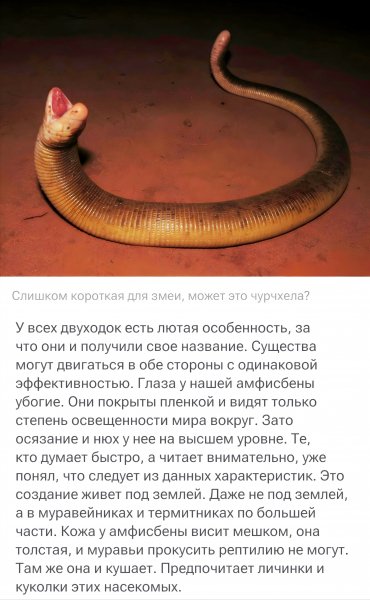 Не Рыба, не Змея