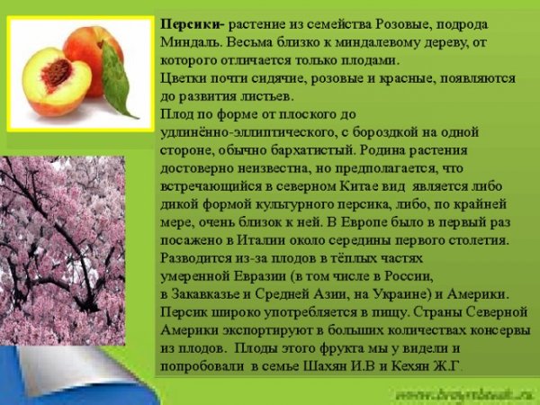 Персики