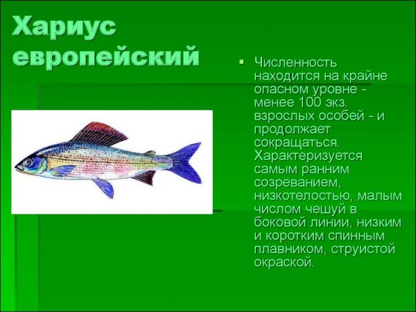 Хариус европеский
