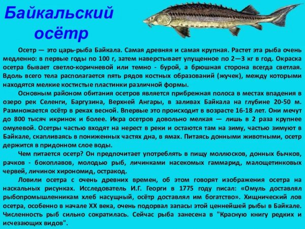 Байкальский осётр