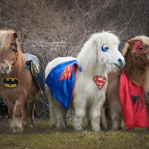 Horses love