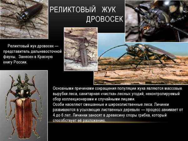 Реликтовый жук дровосек