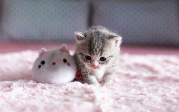 kittens-baby-wallpapers