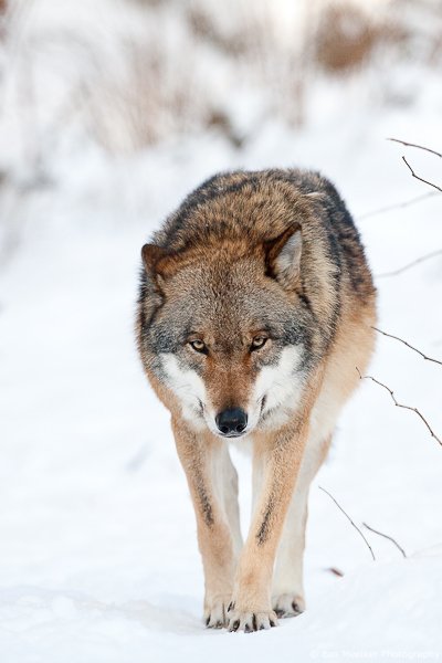 biggest wolf 2